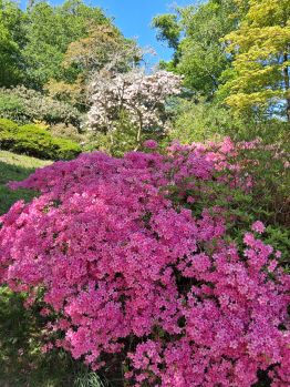 Azaleas