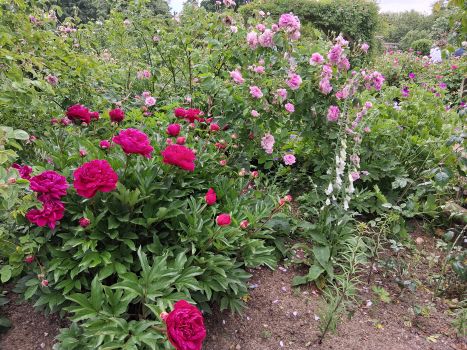 Roses and more roses