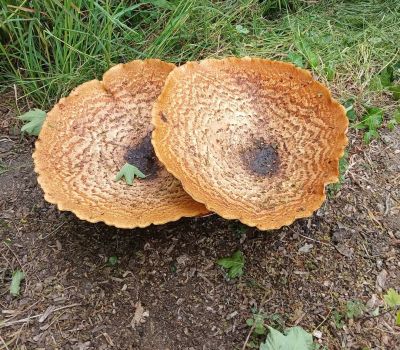 Fungi