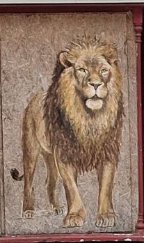 A lion 