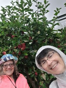 Gleaning in the rain