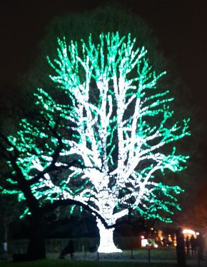 A magical tree