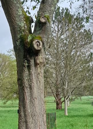 Spot the tree person!