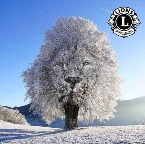 Winter Lion